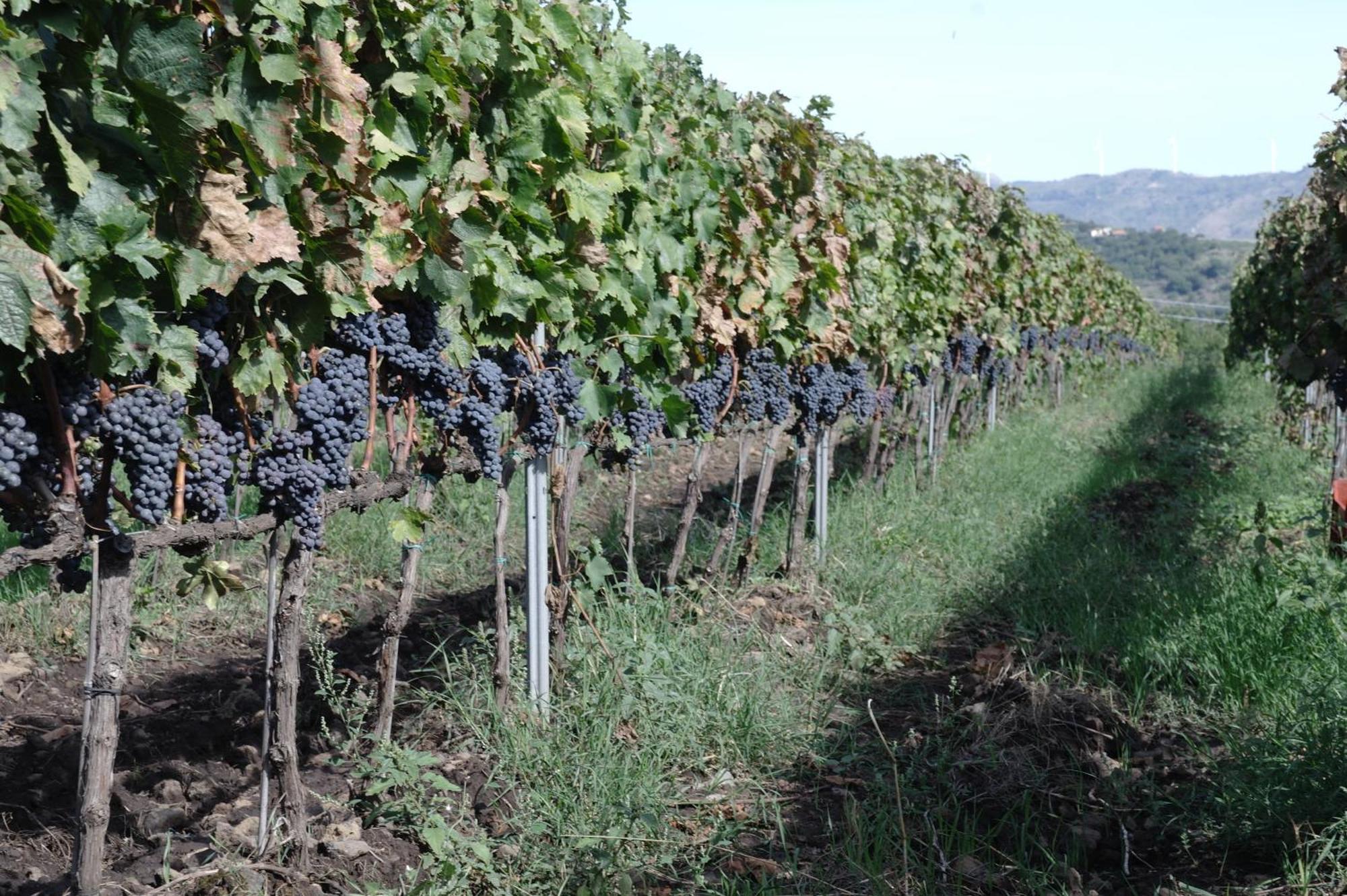 Casa rural Feudo Vagliasindi -wine Experience-