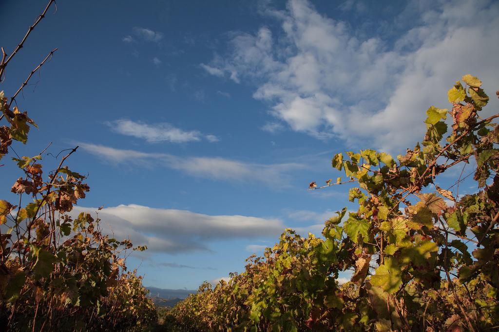 Feudo Vagliasindi -wine Experience- Séjour à la campagne Randazzo