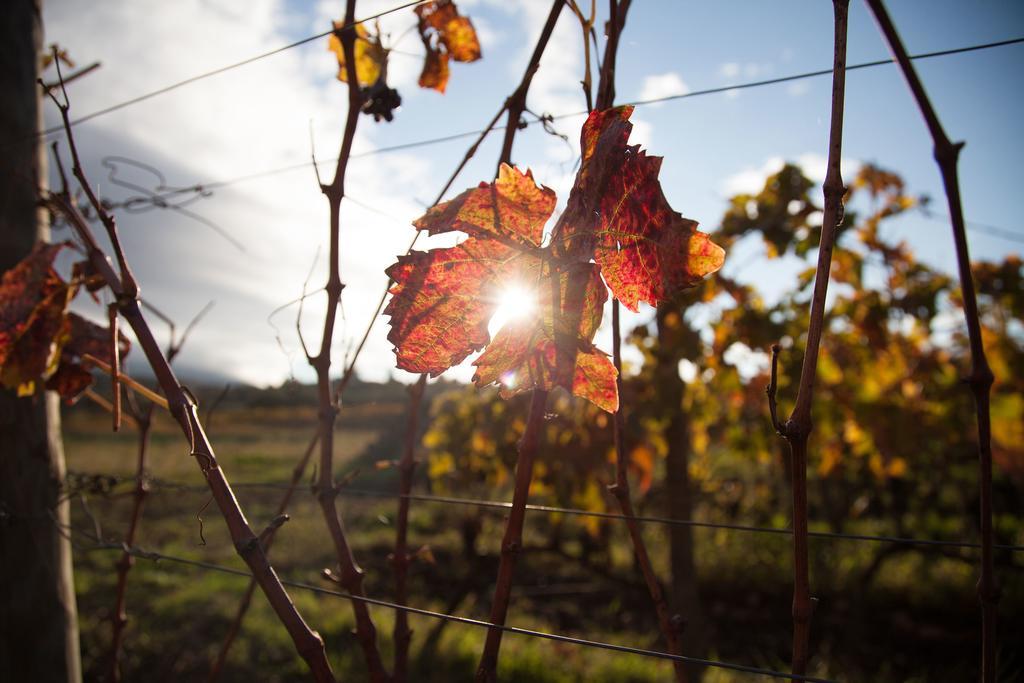 Feudo Vagliasindi -wine Experience- Randazzo