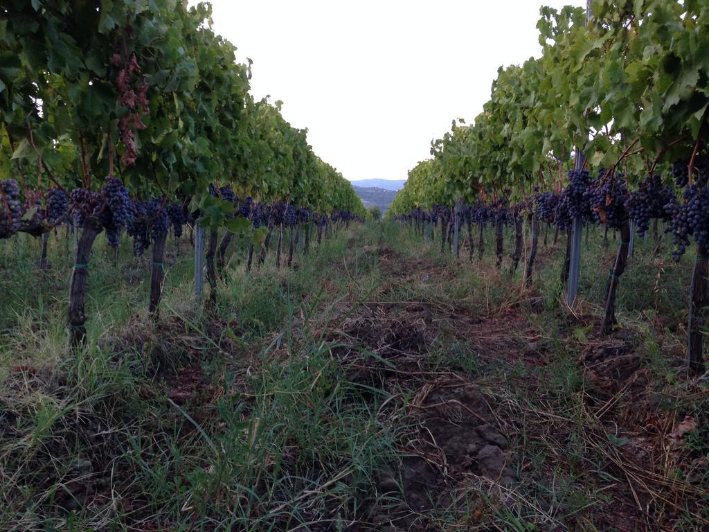 Feudo Vagliasindi -wine Experience- *