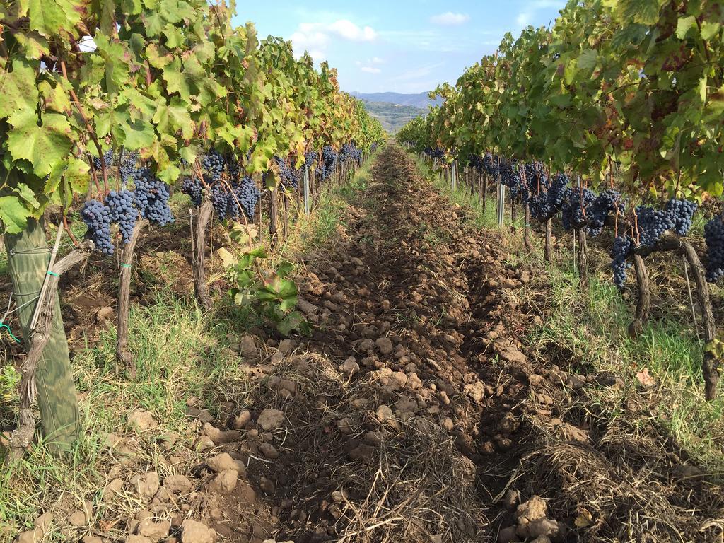 Feudo Vagliasindi -wine Experience- Randazzo